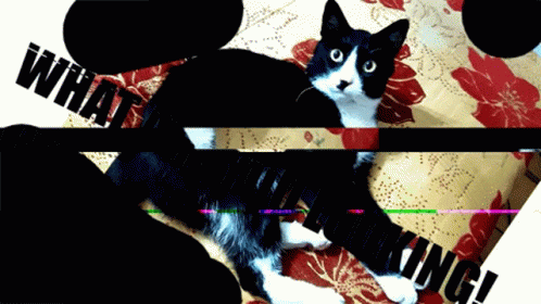 Apa Kucing GIF - Apa Kucing Cat GIFs