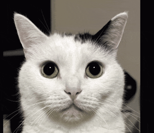 a white cat with a black spot on its ear