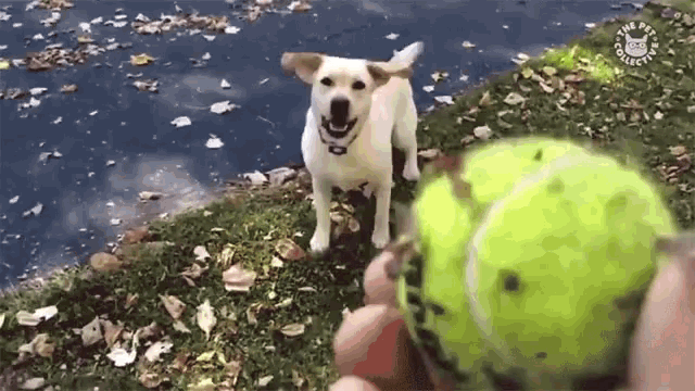 Playing Catch Fetch GIF - Playing Catch Fetch Leaves GIFs