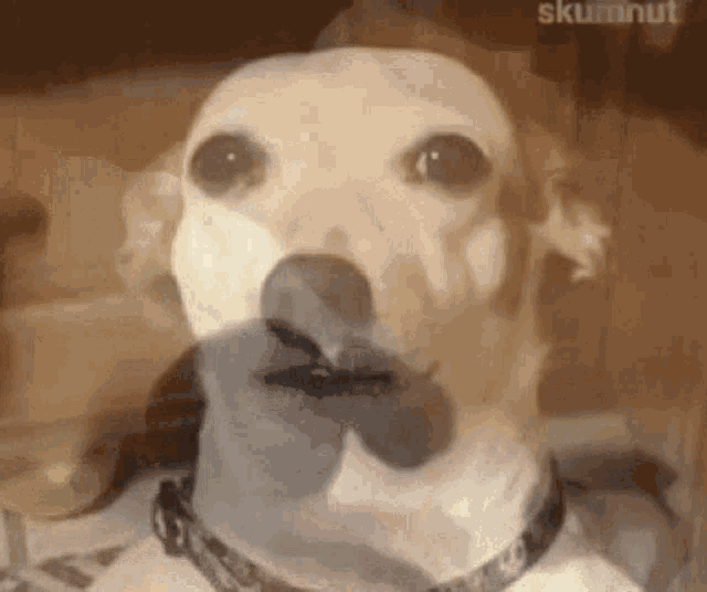 Two Moods Dog GIF - Two Moods Dog Hump Day GIFs