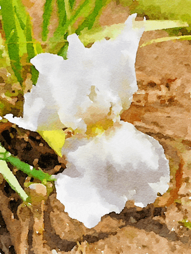 a painting of a white flower with yellow center