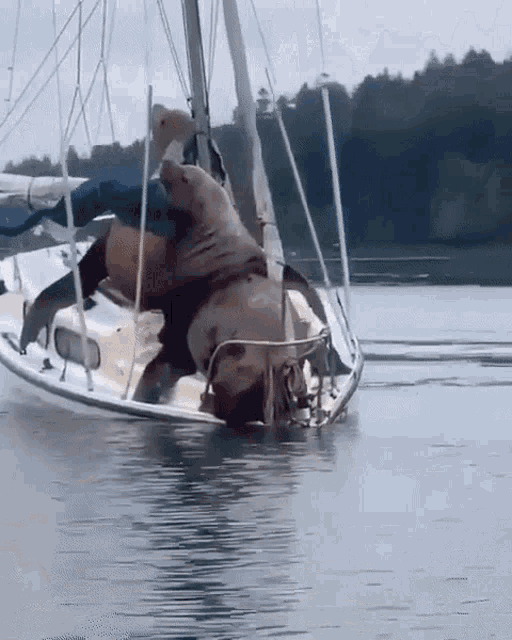 Animals Sailing GIF - Animals Sailing Boat GIFs