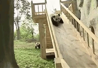 Panda Slide GIF - Panda Slide Playful GIFs