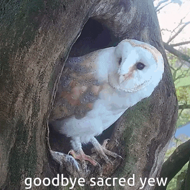 an owl is sitting in a tree hole with the words goodbye sacred yaw written below it