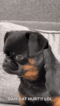 a small black and brown dog is sitting on a couch .