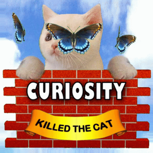 Curiosity Killed The Cat Inquisitive GIF - Curiosity Killed The Cat Inquisitive Interest GIFs
