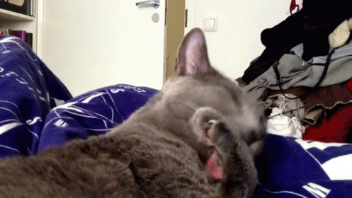 Excuse Me? GIF - Animals Cat Tongue GIFs