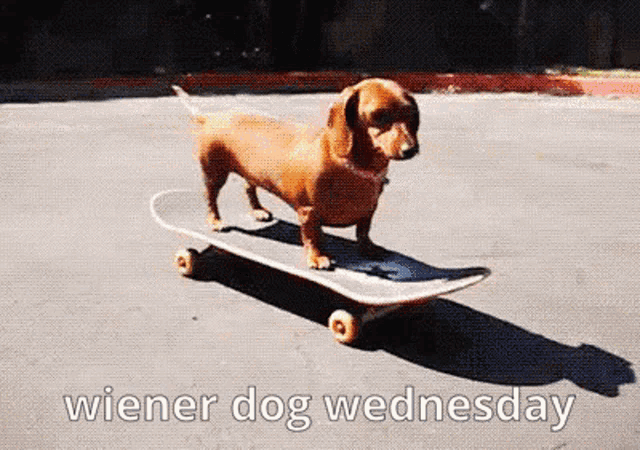 a wiener dog is riding a skateboard on a wednesday