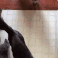 two cats are playing on a tiled floor in a room .