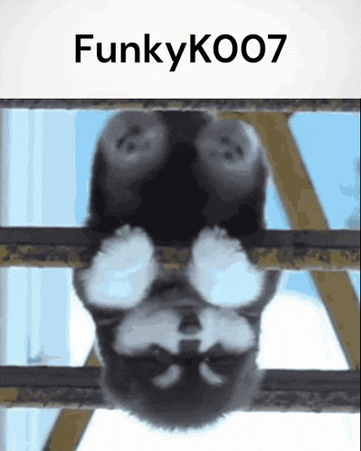 a picture of a dog hanging upside down with the name funkyko007 on the bottom