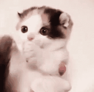 a white and brown kitten is being held in someone 's arms .