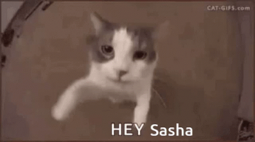 Hey Sasha Hi Sasha GIF - Hey Sasha Hi Sasha Hi Panzervim GIFs