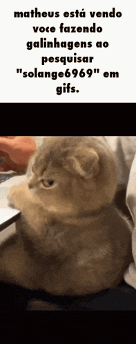 a picture of a cat with the words matheus esta vendo