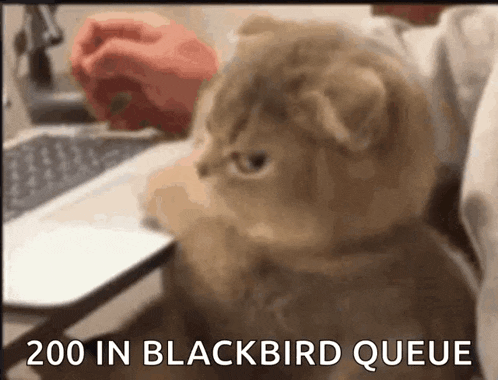a cat sitting in front of a laptop with the words 200 in blackbird queue written below it