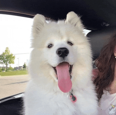 a white dog with a pink tongue is sitting in the back seat of a car with a woman .