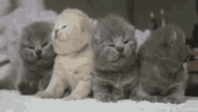 Cat Cats GIF - Cat Cats GIFs