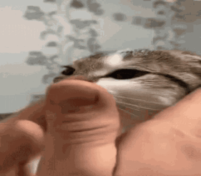 a close up of a cat being held by a person 's hand .