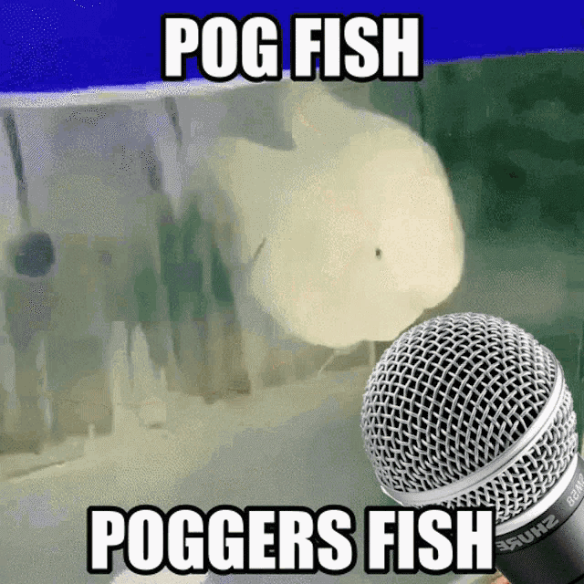 Pog Pogfish GIF