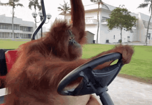 Orangutan GIF - Orangutan GIFs