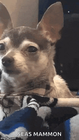 a small brown and white chihuahua dog is sitting on a blanket .