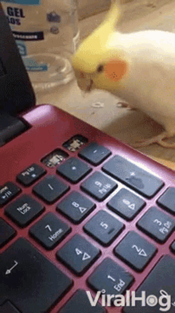 Bird Laptop GIF - Bird Laptop Cockatiel GIFs