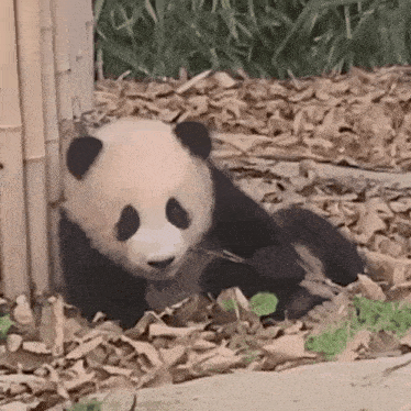 a panda bear is laying on the ground eating a bamboo branch .