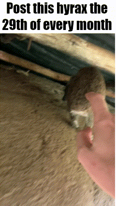 a picture of a cat with the words post this hyrax the 29th of every month on it