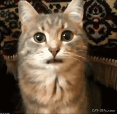 Cat Kitty GIF - Cat Kitty Blep GIFs