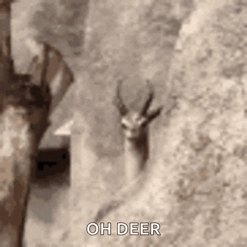 a close up of a deer standing next to a rock with the words `` oh deer '' written on the bottom .