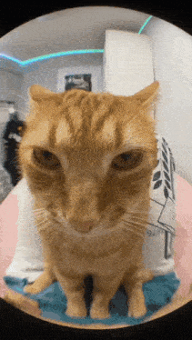 Ginger Cat Orange Cat GIF - Ginger Cat Orange Cat Popipo Cat GIFs