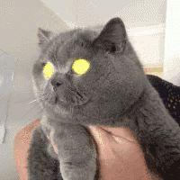 a person is holding a cat with yellow eyes .