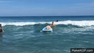 Dog Surfing GIF - Dog Surfing GIFs