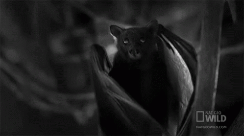 Bat Wings GIF - Bat Wings Night GIFs
