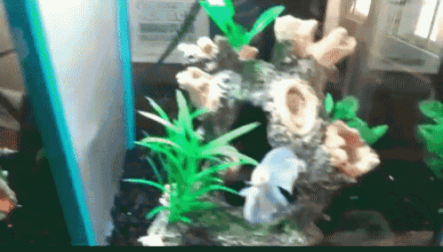 a fish is swimming in a tank with plants and rocks