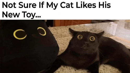 a black cat with yellow eyes is laying on a counter next to a black cat with yellow eyes .
