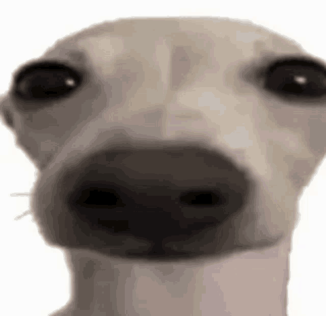 a close up of a dog 's face with a big nose .