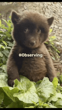 a picture of a brown puppy with the hashtag #observing on it