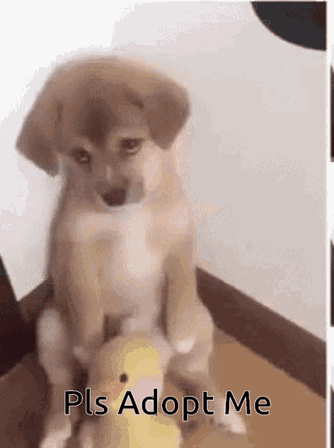 Cute Dog Wants Cuddles GIF - Cute Dog Wants Cuddles Has No Owner GIFs