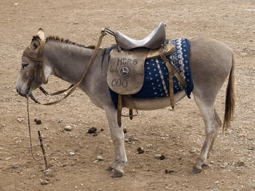 a donkey with a saddle that says mrs on it
