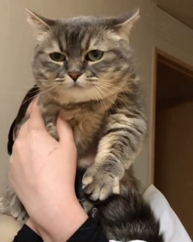 Komaru Cat Cat GIF - Komaru Cat Cat GIFs