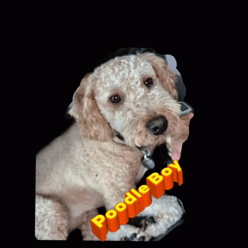 Walt Dog GIF - Walt Dog Poodle GIFs