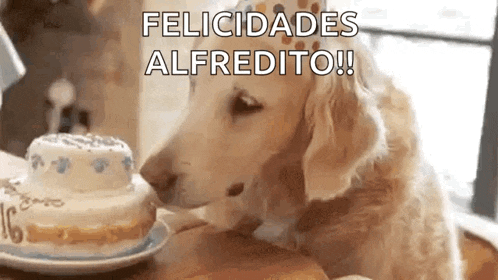 a dog is sniffing a birthday cake on a plate .