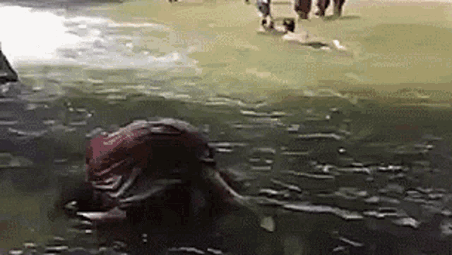 a person is swimming in a body of water .
