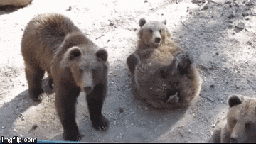 a group of bears standing and laying on the ground with imgflip.com in the upper right corner