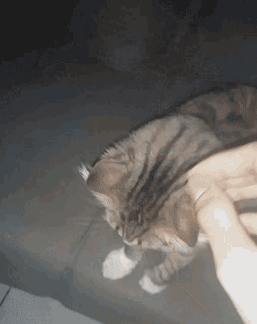 a person is petting a cat with their finger