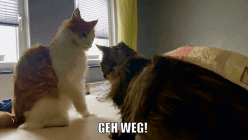two cats looking at each other with the caption geh weg below them