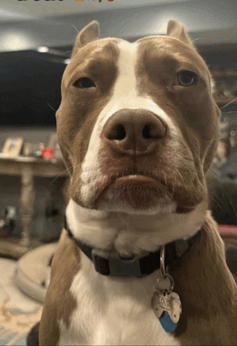 a close up of a brown and white dog with a tag that says cave