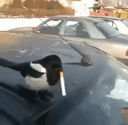 a close up of a car windshield with a reflection of a person smoking a cigarette