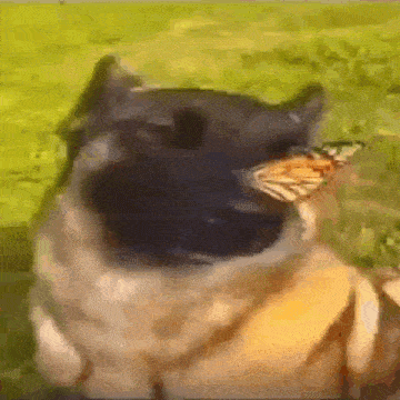 a dog with a butterfly on its nose .