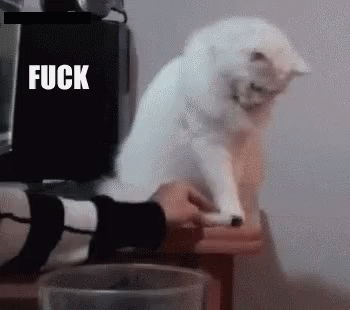 Cat Fuck This GIF - Cat Fuck This Fuckthat GIFs